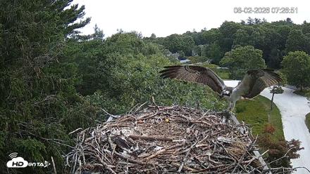 Mashpee Natl. Wildlife Refuge Live Osprey Cam - Aug 2, 2026, 7:27am EDT