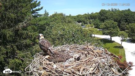 Mashpee Natl. Wildlife Refuge Live Osprey Cam - Jul 13, 2026, 11:55am EDT