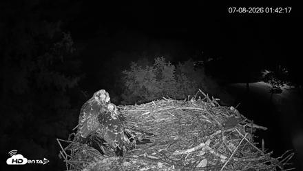 Mashpee Natl. Wildlife Refuge Live Osprey Cam - Jul 8, 2026, 1:43am EDT