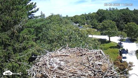 Mashpee Natl. Wildlife Refuge Live Osprey Cam - Aug 5, 2026, 11:08am EDT