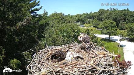 Mashpee Natl. Wildlife Refuge Live Osprey Cam - Jul 8, 2026, 1:40pm EDT