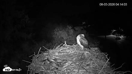 Mashpee Natl. Wildlife Refuge Live Osprey Cam - Aug 3, 2026, 4:14am EDT