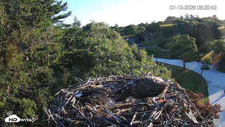 Mashpee Natl. Wildlife Refuge Live Osprey Cam - Jul 13, 2026, 6:21am EDT
