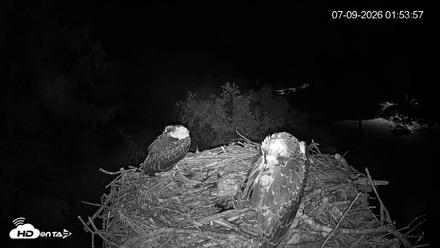 Mashpee Natl. Wildlife Refuge Live Osprey Cam - Jul 9, 2026, 1:54am EDT