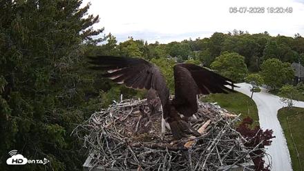 Mashpee Natl. Wildlife Refuge Live Osprey Cam - Jun 7, 2026, 7:21pm EDT