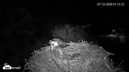 Mashpee Natl. Wildlife Refuge Live Osprey Cam - Jul 12, 2026, 1:17am EDT