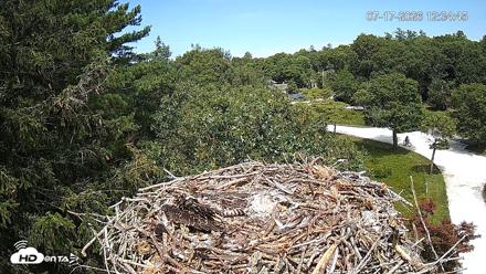 Mashpee Natl. Wildlife Refuge Live Osprey Cam - Jul 17, 2026, 12:35pm EDT
