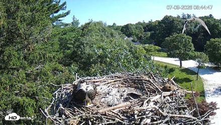 Mashpee Natl. Wildlife Refuge Live Osprey Cam - Jul 9, 2026, 9:10am EDT