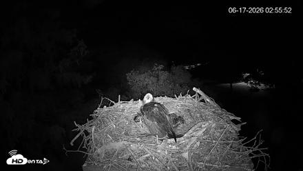 Mashpee Natl. Wildlife Refuge Live Osprey Cam - Jun 17, 2026, 2:56am EDT