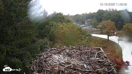 Mashpee Natl. Wildlife Refuge Live Osprey Cam - Oct 16, 2026, 11:48am EDT