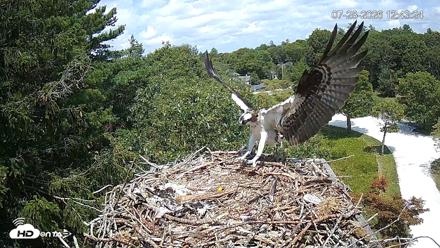 Mashpee Natl. Wildlife Refuge Live Osprey Cam - Jul 28, 2026, 5:28pm EDT