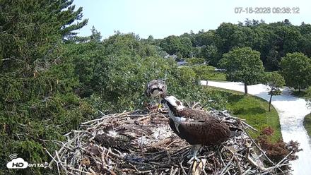 Mashpee Natl. Wildlife Refuge Live Osprey Cam - Jul 18, 2026, 9:37am EDT