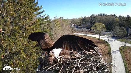 Mashpee Natl. Wildlife Refuge Live Osprey Cam - Apr 28, 2026, 7:44am EDT