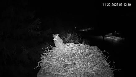 Mashpee Natl. Wildlife Refuge Live Osprey Cam - Nov 22, 2025, 6:09am EST