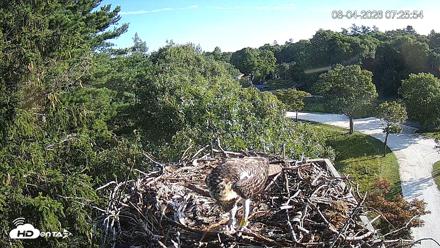Mashpee Natl. Wildlife Refuge Live Osprey Cam - Aug 4, 2026, 7:25am EDT