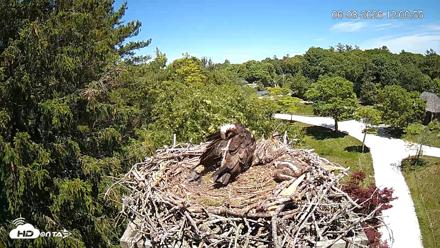 Mashpee Natl. Wildlife Refuge Live Osprey Cam - Jun 8, 2026, 12:01pm EDT