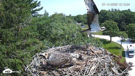 Mashpee Natl. Wildlife Refuge Live Osprey Cam - Jul 14, 2026, 10:13am EDT