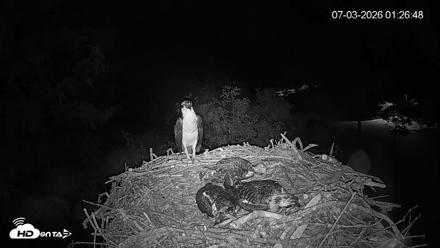Mashpee Natl. Wildlife Refuge Live Osprey Cam - Jul 3, 2026, 1:26am EDT