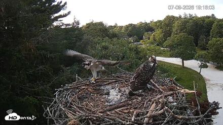Mashpee Natl. Wildlife Refuge Live Osprey Cam - Jul 9, 2026, 7:17pm EDT