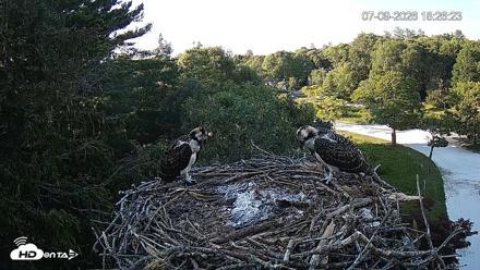 Mashpee Natl. Wildlife Refuge Live Osprey Cam - Jul 9, 2026, 6:27pm EDT