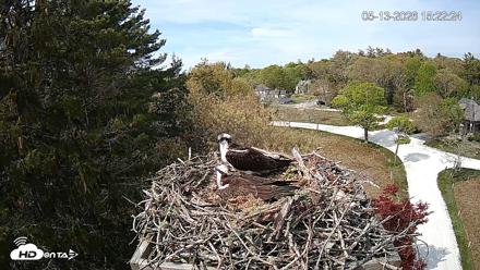 Mashpee Natl. Wildlife Refuge Live Osprey Cam - May 13, 2026, 3:22pm EDT