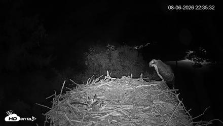 Mashpee Natl. Wildlife Refuge Live Osprey Cam - Aug 6, 2026, 10:35pm EDT