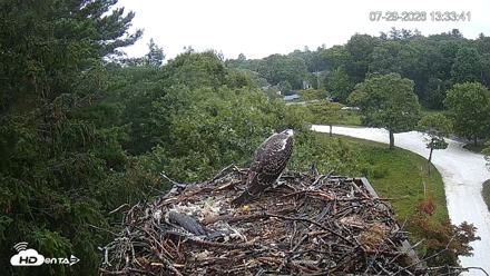 Mashpee Natl. Wildlife Refuge Live Osprey Cam - Jul 29, 2026, 1:34pm EDT
