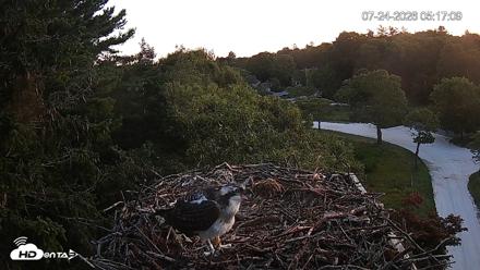 Mashpee Natl. Wildlife Refuge Live Osprey Cam - Jul 24, 2026, 5:18am EDT