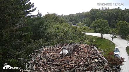 Mashpee Natl. Wildlife Refuge Live Osprey Cam - Jul 22, 2026, 12:11pm EDT