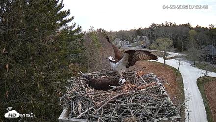 Mashpee Natl. Wildlife Refuge Live Osprey Cam - Apr 22, 2026, 7:19am EDT