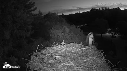 Mashpee Natl. Wildlife Refuge Live Osprey Cam - Aug 5, 2026, 4:59am EDT