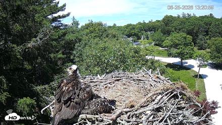 Mashpee Natl. Wildlife Refuge Live Osprey Cam - Jun 25, 2026, 1:21pm EDT