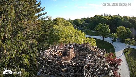 Mashpee Natl. Wildlife Refuge Live Osprey Cam - May 28, 2026, 6:20am EDT
