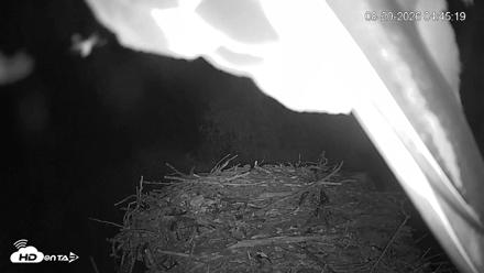 Mashpee Natl. Wildlife Refuge Live Osprey Cam - Aug 20, 2026, 4:45am EDT
