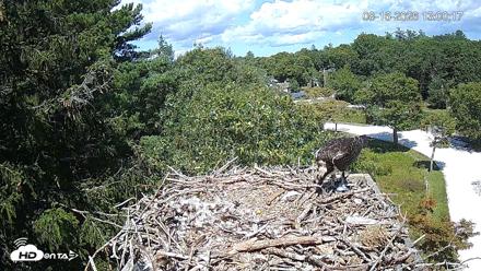 Mashpee Natl. Wildlife Refuge Live Osprey Cam - Aug 16, 2026, 2:37pm EDT