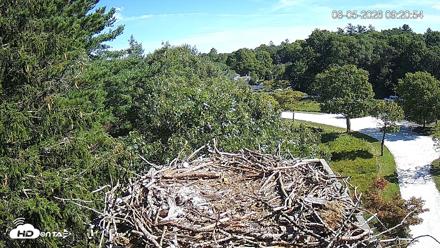 Mashpee Natl. Wildlife Refuge Live Osprey Cam - Aug 5, 2026, 9:20am EDT