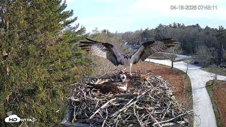 Mashpee Natl. Wildlife Refuge Live Osprey Cam - Apr 16, 2026, 9:59am EDT
