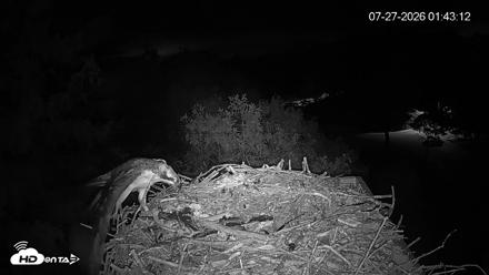 Mashpee Natl. Wildlife Refuge Live Osprey Cam - Jul 27, 2026, 3:04am EDT