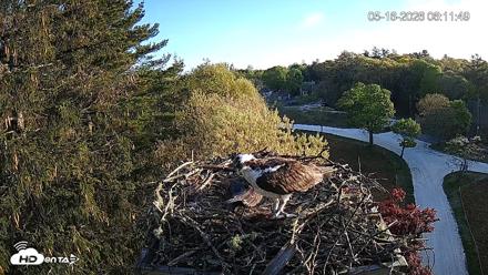 Mashpee Natl. Wildlife Refuge Live Osprey Cam - May 16, 2026, 6:12am EDT