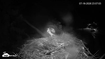 Mashpee Natl. Wildlife Refuge Live Osprey Cam - Jul 18, 2026, 11:09pm EDT