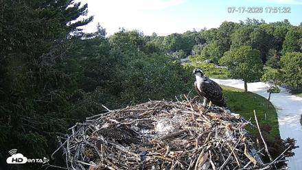 Mashpee Natl. Wildlife Refuge Live Osprey Cam - Jul 17, 2026, 5:52pm EDT