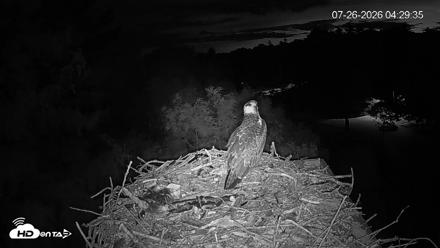 Mashpee Natl. Wildlife Refuge Live Osprey Cam - Jul 26, 2026, 4:39am EDT