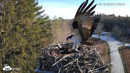 Mashpee Natl. Wildlife Refuge Live Osprey Cam - Apr 15, 2026, 8:12am EDT