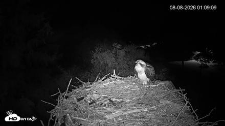 Mashpee Natl. Wildlife Refuge Live Osprey Cam - Aug 8, 2026, 1:09am EDT
