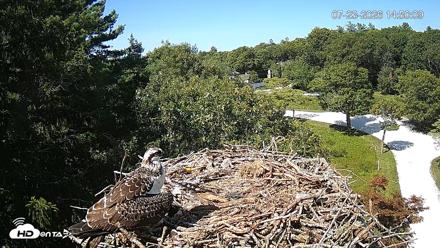 Mashpee Natl. Wildlife Refuge Live Osprey Cam - Jul 23, 2026, 2:50pm EDT
