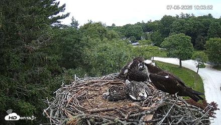 Mashpee Natl. Wildlife Refuge Live Osprey Cam - Jul 5, 2026, 10:03am EDT