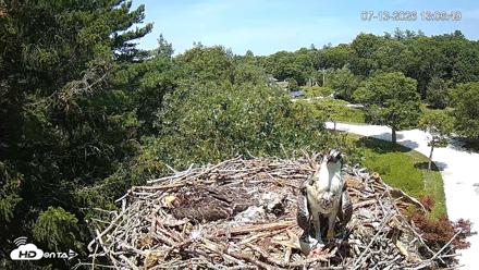Mashpee Natl. Wildlife Refuge Live Osprey Cam - Jul 13, 2026, 1:07pm EDT