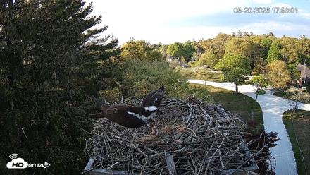 Mashpee Natl. Wildlife Refuge Live Osprey Cam - May 20, 2026, 5:59pm EDT