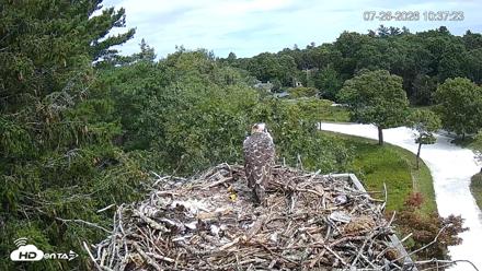 Mashpee Natl. Wildlife Refuge Live Osprey Cam - Jul 26, 2026, 10:37am EDT