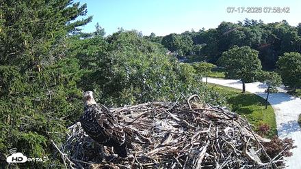 Mashpee Natl. Wildlife Refuge Live Osprey Cam - Jul 17, 2026, 7:59am EDT